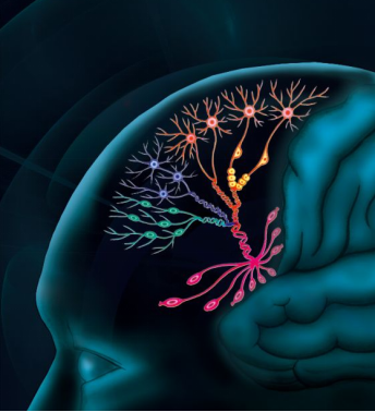 Nature:人腦前額葉發(fā)育的單細(xì)胞圖譜_單細(xì)胞轉(zhuǎn)錄組測序