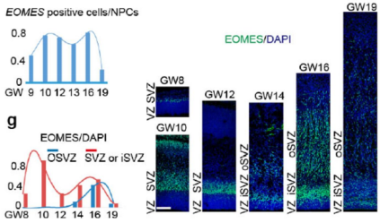 Nature:人腦前額葉發(fā)育的單細(xì)胞圖譜_單細(xì)胞轉(zhuǎn)錄組測序