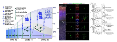 Nature:人腦前額葉發(fā)育的單細(xì)胞圖譜_單細(xì)胞轉(zhuǎn)錄組測序