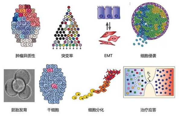 RNA-seq單細胞轉錄組測序在眼科領域中的研究應用