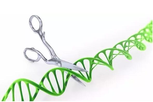 高通量的單細(xì)胞RNA測序新方法:sNuc-Seq